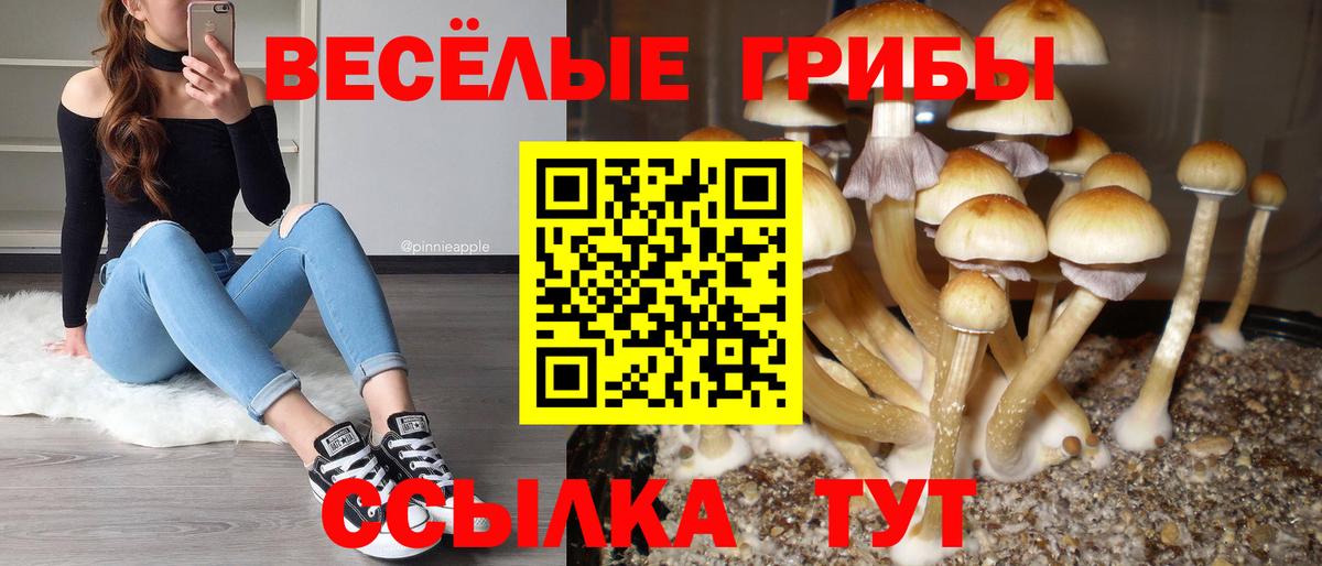 Галлюциногенные грибы Psilocybe  Вход с VPN  Сатка 